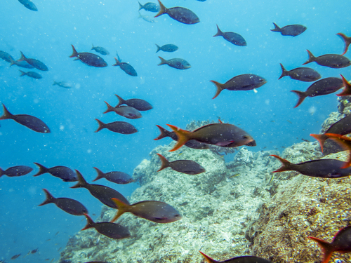 Pacific creolefish (Paranthias colonus) — Serranidae — 3