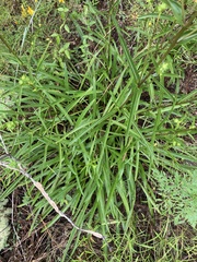 Helianthus longifolius