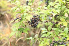 Vaccinium bracteatum