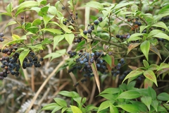 Vaccinium bracteatum