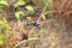 Vaccinium bracteatum