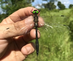 Somatochlora viridiaenea