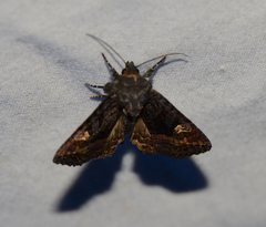 Euplexia