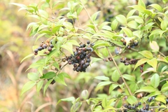 Vaccinium bracteatum