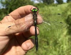 Somatochlora viridiaenea