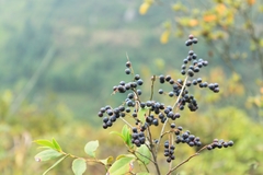 Vaccinium bracteatum