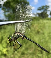 Somatochlora viridiaenea