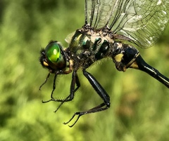 Somatochlora viridiaenea
