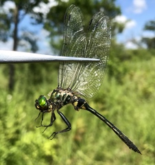 Somatochlora viridiaenea