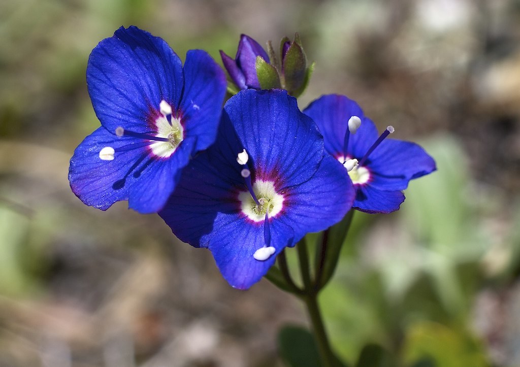 Veronica fruticans