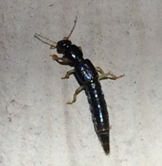 Pinophilus