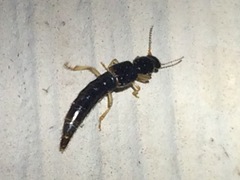 Pinophilus