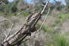 Pogona minor