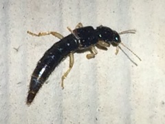 Pinophilus
