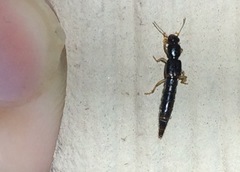 Pinophilus