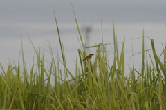 Geothlypis aequinoctialis