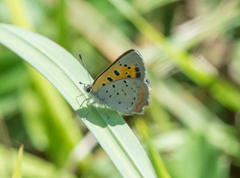 Lycaena phlaeas hypophlaeas