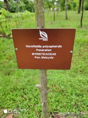 Horsfieldia polyspherula