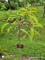Horsfieldia polyspherula
