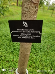 Sterculia macrophylla