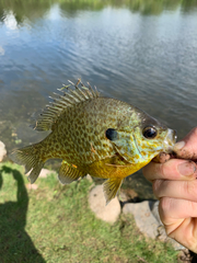 Lepomis gibbosus × macrochirus