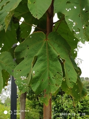 Sterculia macrophylla