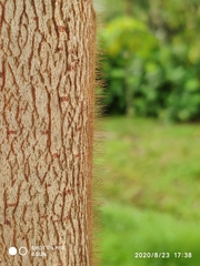 Sterculia macrophylla