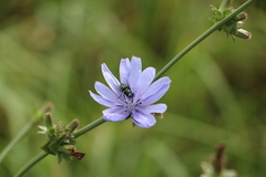 Lucilia sericata