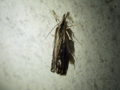 Catoptria verellus