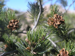 Pinus cembroides bicolor