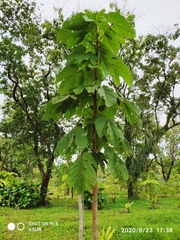 Sterculia macrophylla