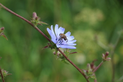 Eristalis tenax