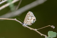 Leptotes rabefaner