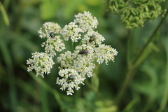 Diptera