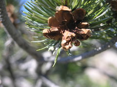Pinus cembroides bicolor