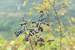 Vaccinium bracteatum