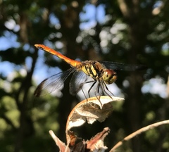 Sympetrum risi