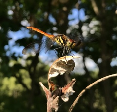 Sympetrum risi