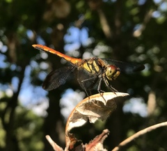 Sympetrum risi