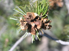 Pinus cembroides bicolor