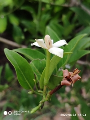 Oxyceros longiflorus