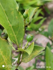 Oxyceros longiflorus