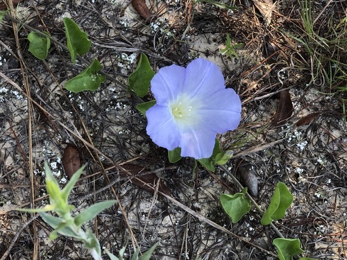 Bonamia grandiflora image