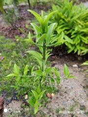 Oxyceros longiflorus