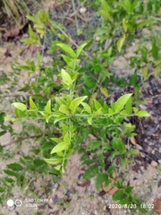 Oxyceros longiflorus