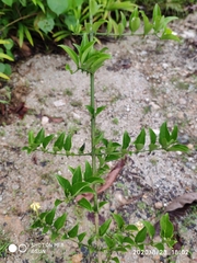 Oxyceros longiflorus