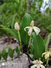 Oxyceros longiflorus