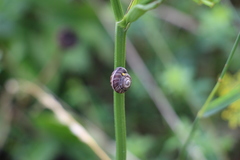 Gastropoda