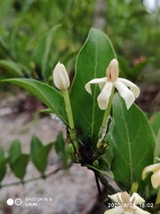 Oxyceros longiflorus