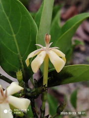 Oxyceros longiflorus